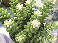 -花鸟鱼虫鲜花绿植市场(玉泉路店)