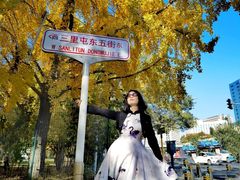 -三里屯东五街银杏大道