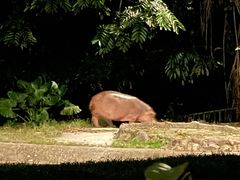 -夜间野生动物园