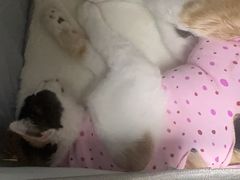 -纳吉亚猫专科动物诊疗中心(蒋宅口分院)