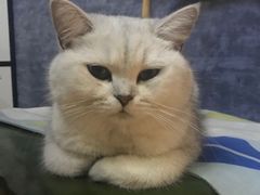 -猫尾侦探俱乐部·剧本杀·狼人杀