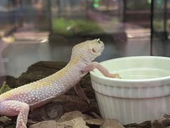 -帕帕拉兹宠物(亚洲旗舰店)