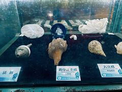 -贝壳梦幻世界