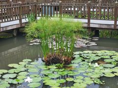 -五缘湾湿地公园
