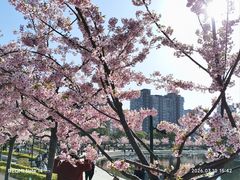 -新江湾城公园