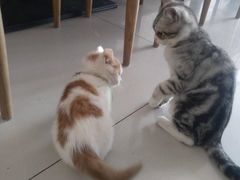 -平行世界·猫咖(首经贸店)