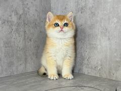 -小猫来了·猫舍(红山六九七九店)