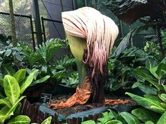 -墨尔本皇家植物园