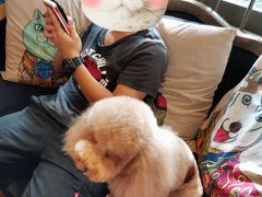 -more than meow吴止猫主题餐厅(承德 中船汇店)