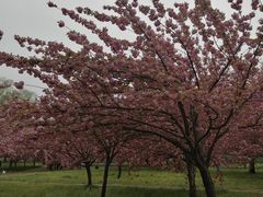 -莲花池公园