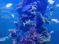 -西安曲江海洋极地公园