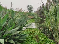景点-天府芙蓉园