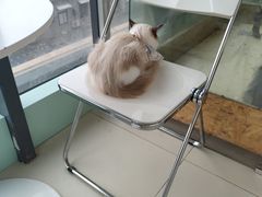 -怪兽屋·羊驼·猫咖·狗咖(俊华广场店)