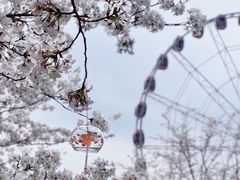 -顾村公园