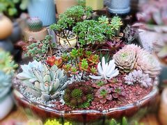 -秦美花卉(天朗·莱茵小城2期店)