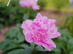 -上海辰山植物园