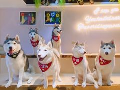 -Husky Go! 哈士奇体验馆·宠物咖啡厅狗咖