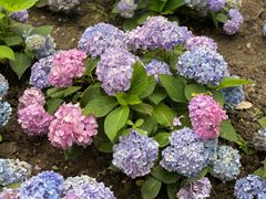 -上海共青森林公园