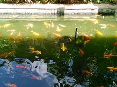 android_upload_pic-三亚亚龙湾五号度假别墅酒店