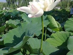 -白洋淀景区