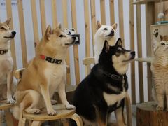 -柴迷FANS CLUB·柴犬狗咖·猫咖
