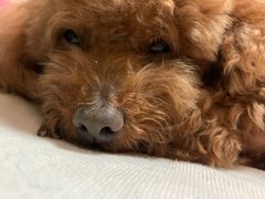 -小叮当动物医院·骨科·眼科