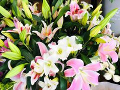 -沪花拾者(好再来花卉鲜花店)