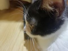-万小咖.猫咖(中山路天虹店)