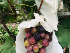 -马陆小张葡萄园农家乐