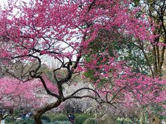 -杭州植物园