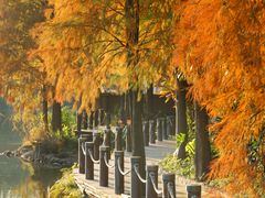-深圳仙湖植物园