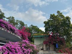 -深圳仙湖植物园