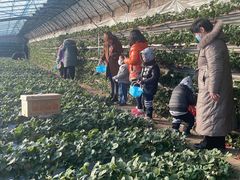 -大自然农场蔬菜草莓采摘园