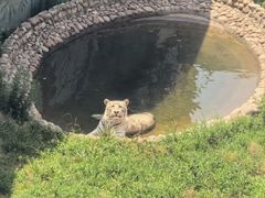 -西霞口神雕山野生动物世界