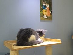 -喵的天空名猫咖啡馆·撸猫·猫舍·用品