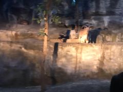 -清迈夜间动物园