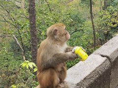 -黔灵山公园