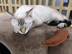 -猫和宫(六道口店)