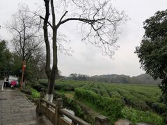 -中国茶叶博物馆(双峰馆区)