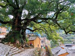 -杨家堂村