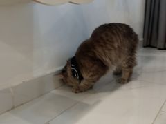 -楼上猫咖(罗湖店)