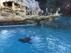 -帝企鹅自助餐厅•儿童岛•真企鹅(长隆企鹅酒店)