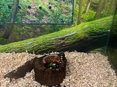 -上海大自然野生昆虫馆