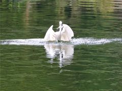 -重庆彩云湖湿地公园