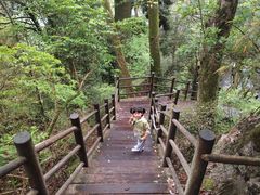-天目山大树王景区