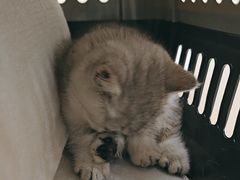 -安安宠医宠物医院·异宠·犬猫内科(岳阳分院)