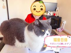 -猫音日语留学培训