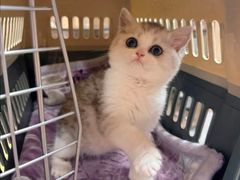 -猫十亿·布偶金渐层·曼基康矮脚猫舍(青年路店)