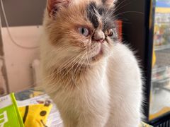 -平行世界·猫咖(首经贸店)