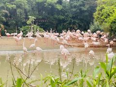 -广州长隆飞鸟乐园